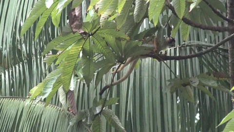 Black-capped Squirrel Monkey female carry baby on back in amazon rainforest Stock Footage 99524472