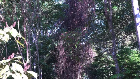 Black-capped Squirrel Monkey group jumping and talk in amazon rainforest Stock Footage 99093327