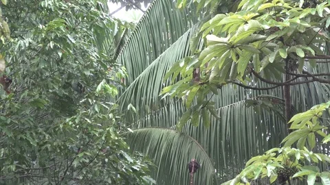 Black-capped Squirrel Monkey group move through amazon lowland rainforest Stock Footage 99524485
