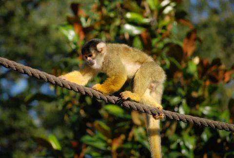 Black capped squirrel monkey Stock Photos