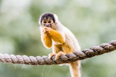 Black-capped squirrel monkey Stock Photos