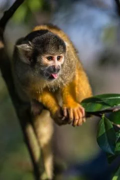 Black capped squirrel monkey Foto stock