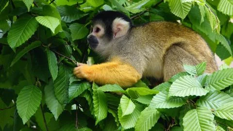 A black-capped squirrel monkey. Stock Photos