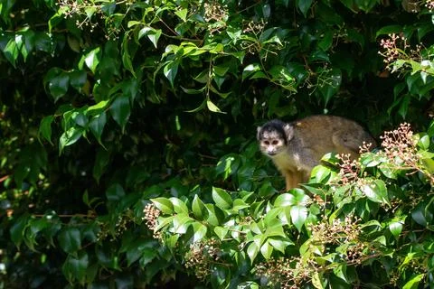 Black-capped squirrel monkey Stock Photos
