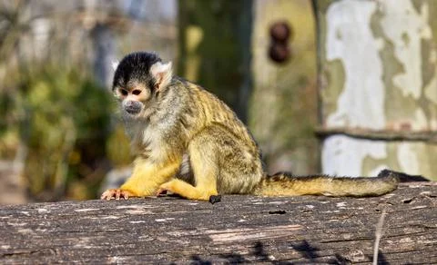Black-capped squirrel monkey Stock Photos