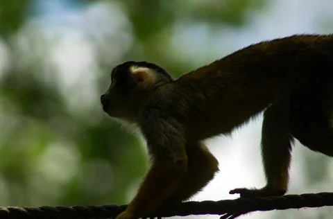 Black-capped squirrel monkey Stock Photos