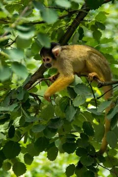 Black-capped squirrel monkey Stock Photos