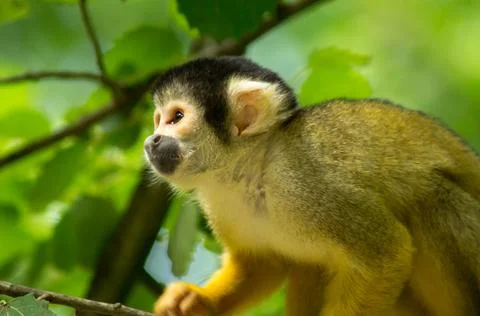 Black-capped squirrel monkey Stock Photos