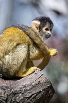 Black Capped Squirrel Monkey Stock Photos