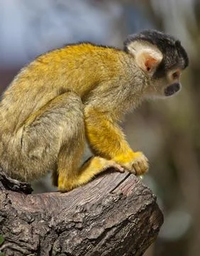 Black Capped Squirrel Monkey Stock Photos