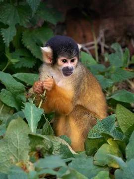 Black-capped squirrel monkey (Saimiri boliviensis) Stock Photos
