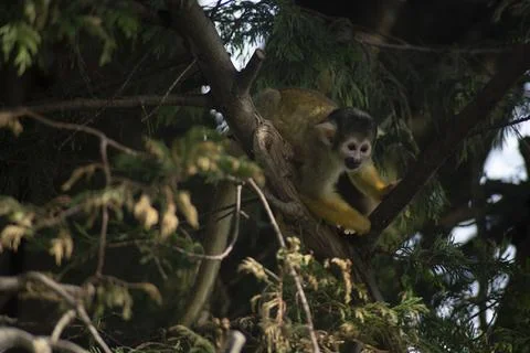 The Black-Capped Squirrel Monkey (Saimiri boliviensis) Stock Photos