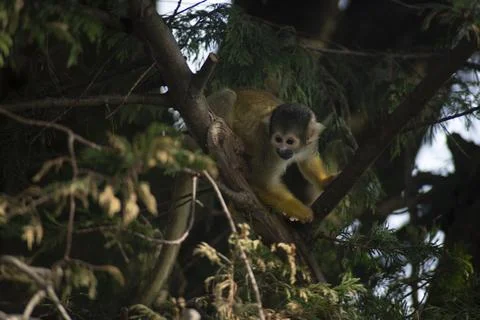 The Black-Capped Squirrel Monkey (Saimiri boliviensis) Stock Photos
