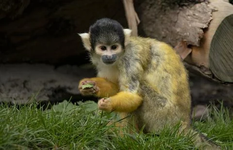 The Black-Capped Squirrel Monkey (Saimiri boliviensis) Stock Photos