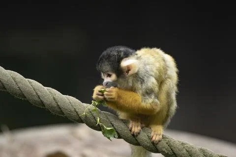 The Black-Capped Squirrel Monkey (Saimiri boliviensis) Stock Photos