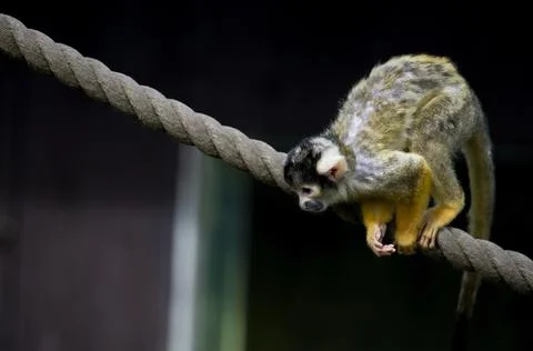 The Black-Capped Squirrel Monkey (Saimiri boliviensis) Stock Photos