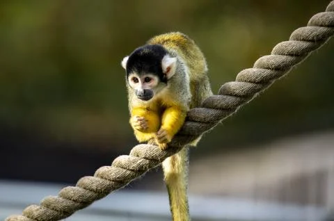 The Black-Capped Squirrel Monkey (Saimiri boliviensis) Stock Photos