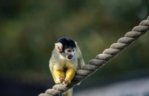 The Black-Capped Squirrel Monkey (Saimiri boliviensis) Stock Photos