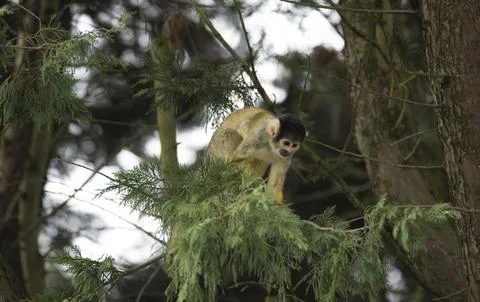 The Black-Capped Squirrel Monkey (Saimiri boliviensis) Stock Photos