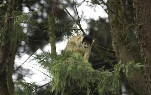 The Black-Capped Squirrel Monkey (Saimiri boliviensis) Stock Photos