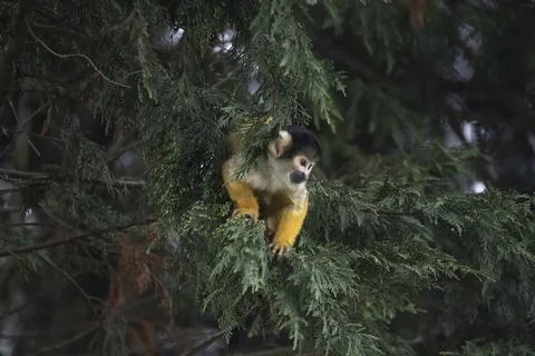 The Black-Capped Squirrel Monkey (Saimiri boliviensis) Stock Photos