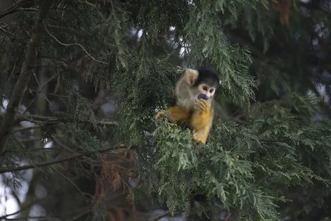 The Black-Capped Squirrel Monkey (Saimiri boliviensis) Stock Photos