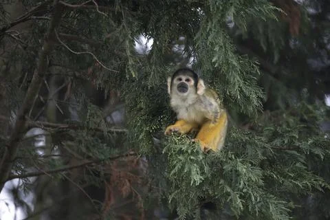 The Black-Capped Squirrel Monkey (Saimiri boliviensis) Stock Photos
