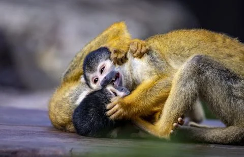 The Black-Capped Squirrel Monkey (Saimiri boliviensis) Stock Photos