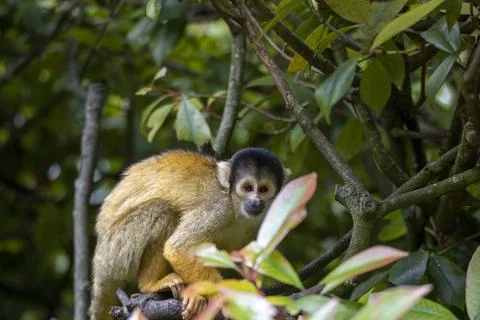 The Black-Capped Squirrel Monkey (Saimiri boliviensis) Stock Photos