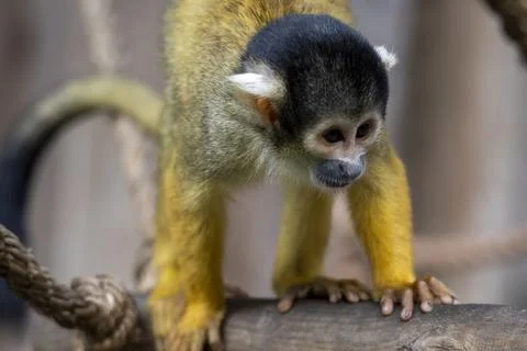 The Black-Capped Squirrel Monkey (Saimiri boliviensis) Stock Photos