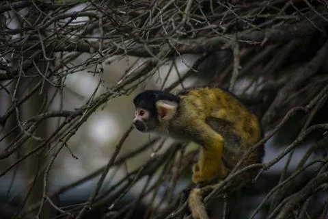 The Black-Capped Squirrel Monkey (Saimiri boliviensis) Stock Photos