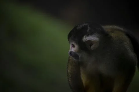 The Black-Capped Squirrel Monkey (Saimiri boliviensis) Stock Photos