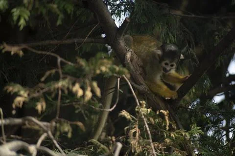 The Black-Capped Squirrel Monkey (Saimiri boliviensis) Stock Photos
