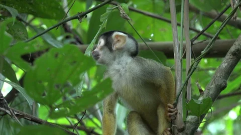 Black-capped Squirrel Monkey sit on branch in amazon lowland rainforest Stock Footage 99093412