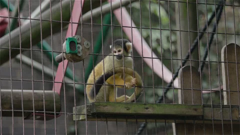 Black-Capped Squirrel Monkey Zoo Slow Motion Stock Footage 248868136