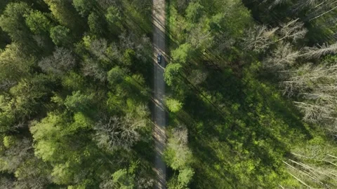 Black Car Drives Through Mixed Woodland Stock Footage 266510262