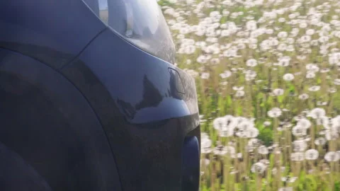 A black car driving through a field of dandelions Stock Footage 276723405