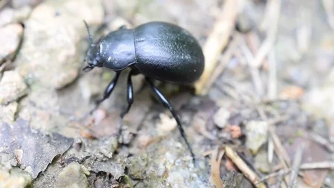 Black carabus beetle crawls on ground 스톡 동영상 69722611