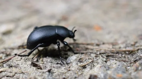 Black carabus beetle in natural environment Stock Footage 67899296