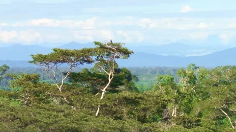 Black Caracara Perched on Tree Canopy with River in Background, Tambopata, Stock Footage 314331774