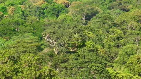 Black Caracara Soaring Over Dense Rainforest Canopy in Tambopata, Peru, Aerial 스톡 동영상 314331629
