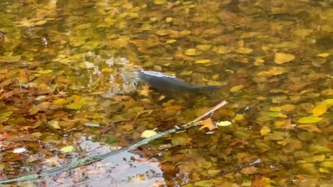 Black carp in a transparent river. Stock Footage 194127030