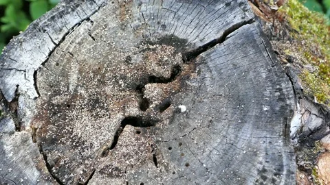 Black carpenter ant colony builds nest in the stump of an old tree Stock Footage 157375978