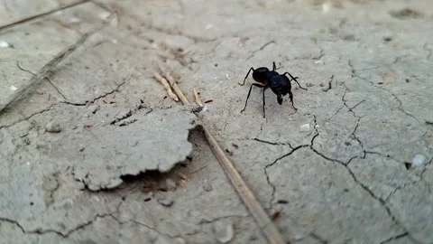 Black Carpenter Ant Standing On Cracked Dry Silt Видео 341544143