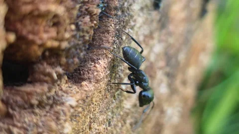 Black carpenter ant walking on rough tree bark, displaying detailed exoskeleton Vidéo 336917382