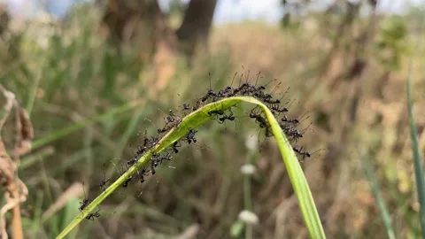 Black Carpenter Ants on leaf, black ants, ants close up Stock Footage