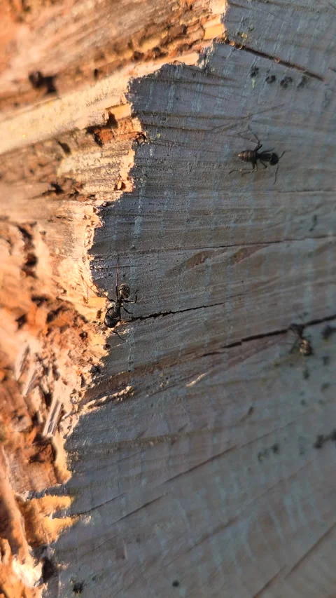 Black carpenter ants working on a weathered wood log displaying industrious 库存影片 336917008
