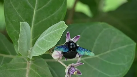 A black carpenter bee collecting pollen from a purple crown flower. Stock-Footage 341297580