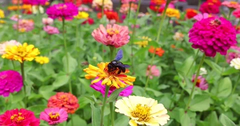 The black carpenter bee flies and takes a nectar from the Zinnia flowers Stock Footage 201481269