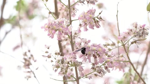 Black carpenter bee on flower Stock Footage 241477102